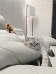정주연 “아토, 심리치료사 같아…‘동물농장’ 함께 출연하고파”[MK★펫터뷰]