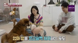 동물농장 전진♥류이서, 결혼 5년 만에 입양했는데…첫날부터 사고