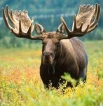 나주 엘크 출몰, 일명 낙타 사슴 등장! 나 날카로운 동물이야