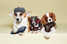 나에게 잘 맞는 강아지 품종, 우리 가족 구성원에 맞는 강아지는?