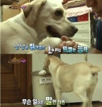 천재견 호야 천재견 테스트 60점 만점에 58점 상상초월 호야 눈길