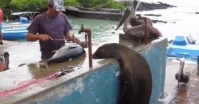 장 보는 바다사자 포착 아저씨 참치 한 마리만... 귀여운 뒷모습 눈길