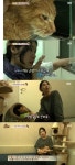 동물농장 배다해 고양이 거짓 입양 논란에 준팔이 보호자 적극 해명