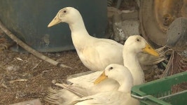 김제 AI의심 농가 오리 살처분, 발생 지역 3km 이내 방역 강화