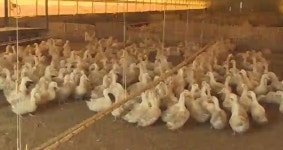 네덜란드에서 세번째 AI 발생…닭과 오리 2만5천마리 살처분 예정