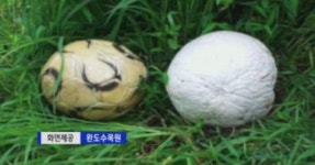 댕구알 버섯, 남성 성기능 개선 효과…세계적 희귀종 '가격은?'