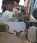 동물농장, 5년째 대성통곡 고양이…울음의 비밀은?
