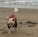 산들 반려견, 바닷가 산책샷 “망고와 바다”