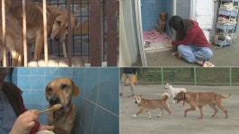 동물농장, 지옥의 개농장서 구조된 황구 근황 공개