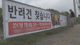 코난과 친구들은 어디로 갔나?... 궁금한 이야기 Y, 사라진 순수혈통견 행방 추적