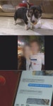 강아지를 사랑한 남자, 알고보니 여자들에겐... 궁금한이야기 Y, 애견인 코스프레남 추적