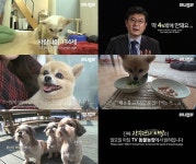 TV 동물농장x애니멀봐, 장수견의 비밀 담은 티저 영상으로 관심집중
