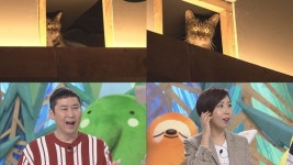 PC방에 희대의 스토커가 떴다... TV 동물농장, PC방에 사는 고양이 추적