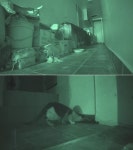 올드보이냥?... TV 동물농장, 8년째 숨어사는 고양이 추적