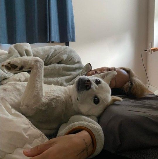 이효리, 암 투병 중 작별한 반려견 석삼이에게 마음을 전해“.