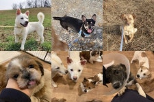 TV동물농장 방송 후…김포 불법 개농장 구출 강아지들에 쏟아지는 사랑의 손길