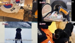 입양 12일만에 세상 떠난 소백이…TV동물농장, 구조견 현실 조명