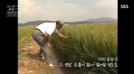 [꼬꼬무 찐리뷰] 소 천마리 몰고 北에 갔던 현대 정주영 회장…우리가 알지 못했던 뒷이야기