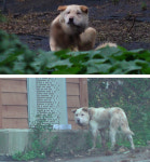 목줄이 조여 얼굴이 부푼 백구, 이번엔 구조할까…TV동물농장, 후속편 공개