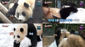 언니 푸바오랑 똑 닮은 쌍둥바오, 바깥세상과 첫 조우의 순간…TV동물농장 공개