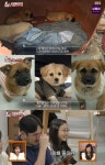 개 도살장 앞 고무대야서 발견된 강아지들…TV동물농장, 눈물 사연에 시청률 6.7%