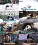 쌍둥이 판다 루이X후이 근황 공개 TV동물농장, 시청률 껑충 최고 7.1%