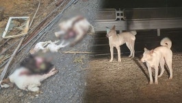 염소 40마리 죽인 범인의 정체는?…궁금한 이야기Y, 포항 개떼 습격 사건 추적