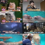 펫플루언서 햄스터→바다코끼리 바랴의 이송 작전까지…TV동물농장, 동시간대 1위