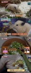 펫플루언서 햄스터→바다코끼리 바랴의 이송 작전까지…TV동물농장, 동시간대 1위