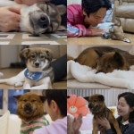 TV동물농장 똥개 미소X만세, 입양 간다…전진♥류이서 부부 결국 눈물