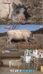 걷지 못하는 돼지 팸이의 기적→똥개 미소와 만세의 입양기…감동의 TV동물농장, 최고 시청률 5%