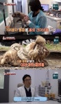 주인 떠난 자리서 끝없이 기다린 누더기견…TV동물농장, 순간 최고 시청률 5%