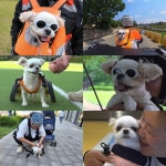 뒷다리 쓰지 못하지만, 오토바이 타고 안동을 누비는 강아지 또꾸…TV동물농장 공개