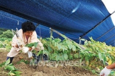 약초 밥 먹고 즐기는 인삼축제