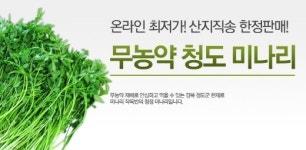 코레일유통, 청도 한재로 미나리 온라인 최저가 판매