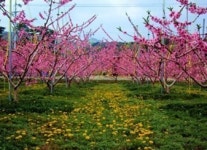 봄꽃과 함께하는 농촌체험·휴양마을 ④ 양평 가루매 마을·강릉 복사꽃 마을