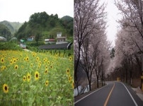 봄꽃과 함께하는 농촌체험·휴양마을③ 청양 칠갑산산꽃마을·남원 춘향허브마을