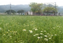 봄꽃과 함께하는 농촌체험·휴양마을③ 청양 칠갑산산꽃마을·남원 춘향허브마을