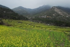 봄꽃과 함께하는 농촌체험·휴양마을⑤ 영주 솔향기마을·남해 두모마을