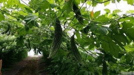 수확철 맞은 여수의 여주 재배농장