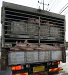 강원도 강릉서도 구제역 의심신고… 해당 농장 주변 돼지 5900마리 사육