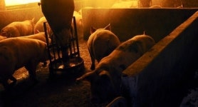 충남 홍성 구제역 의심신고 돼지, O형 바이러스 확인