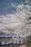 광양 매화마을 축제 주목, 국내 최대 매실농원도 눈길