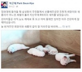 청와대 진돗개 이름 지어달라 박근혜 대통령 SNS 새소식에…