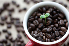 [시시콜콜] 커피 마실 때 이 마크 확인하세요