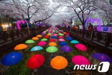 진해 군항제 오늘(31일) 전야제, 열흘간 벚꽃세상… 주말 자가용 통제, 일요일 비와요