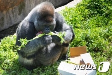 10억 고릴라, 과천서울대공원서 허브티 마시는 녀석… 인간 DNA와 99%까지 동일