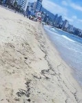 광안리 개미떼 대이동, 지진 전조현상 vs 장마 후 번식기