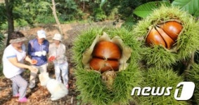 공주 알밤축제, 내일(24일)부터 9일간… 밤송이 까기 등 체험 프로그램 운영