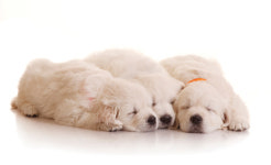 [더불어 사는 세상] 강아지도 꿈을 꾼다